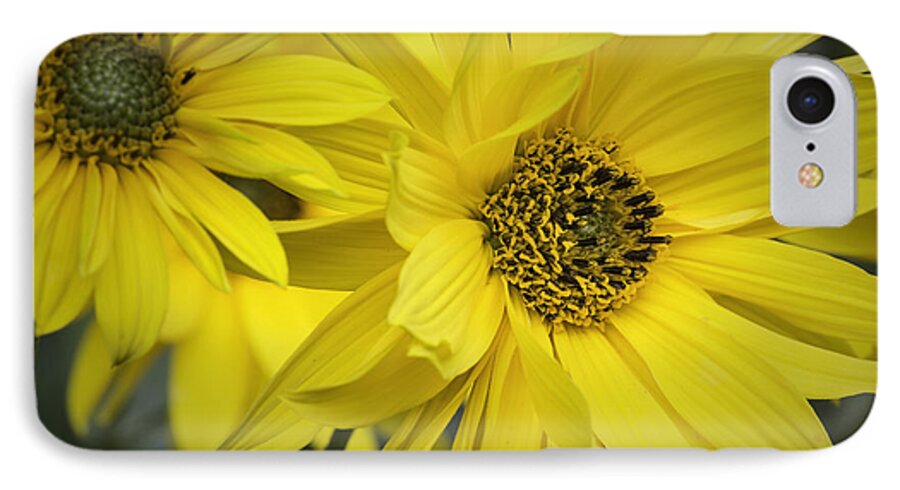 Flowers iPhone 8 Case featuring the photograph Sunflowers #2 by Fran Gallogly
