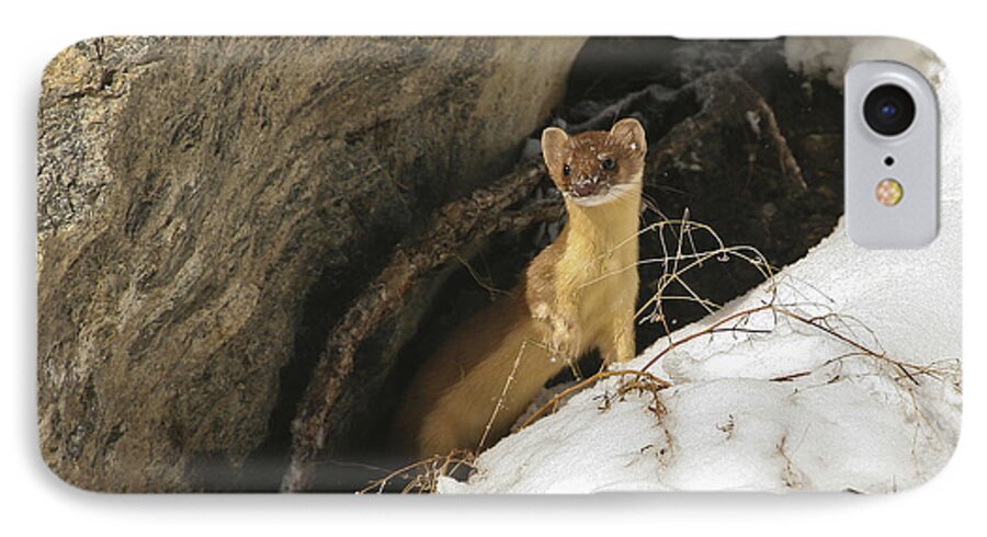 Long Tailed Weasel iPhone 8 Case featuring the photograph A Curious Glance by Gary Hall