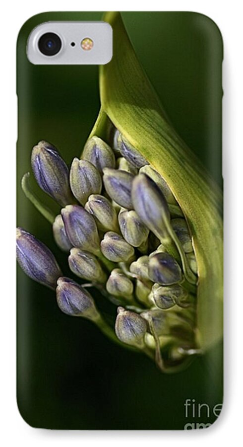 Lily Of The Nile iPhone 8 Case featuring the photograph Agapanthus by Joy Watson