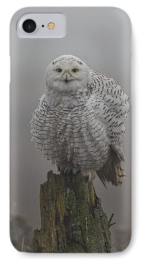 Snowy iPhone 8 Case featuring the photograph All Fluffed up by Daniel Behm