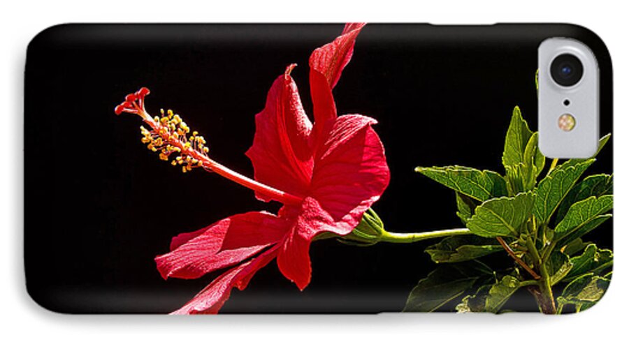 Hibiscus iPhone 8 Case featuring the photograph Amapola by Guillermo Rodriguez