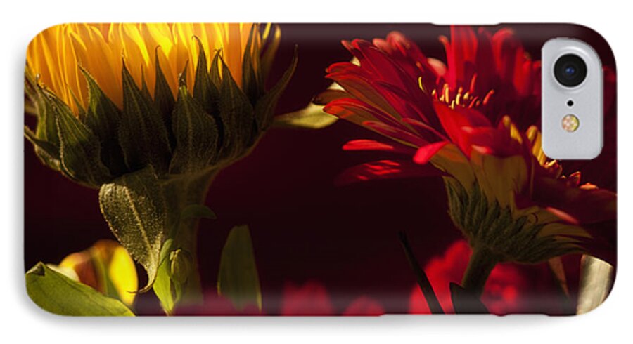Flower iPhone 8 Case featuring the photograph Asters in the Light by Andrew Soundarajan