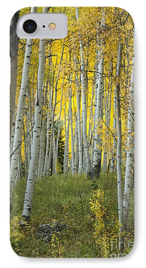 Alpine iPhone 8 Case featuring the photograph Autumn in the Aspen Grove by Juli Scalzi