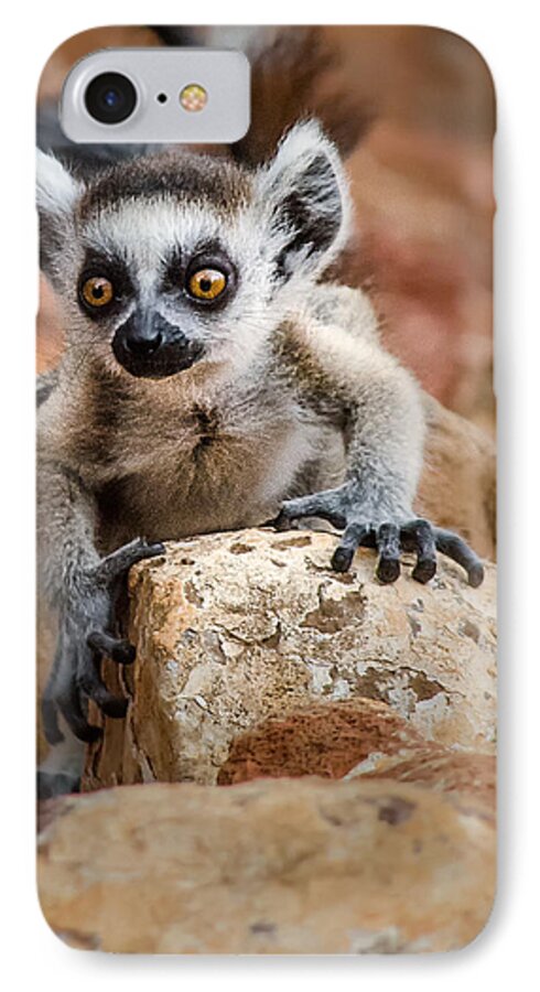 Lemur iPhone 8 Case featuring the photograph Baby Ringtail Lemur by Linda Villers