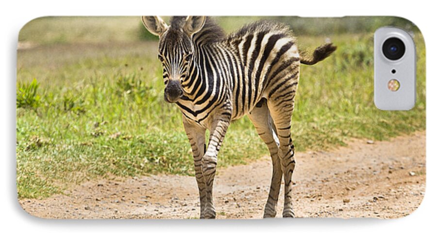 Baby iPhone 8 Case featuring the photograph Baby Series Zebra by Jennifer Ludlum