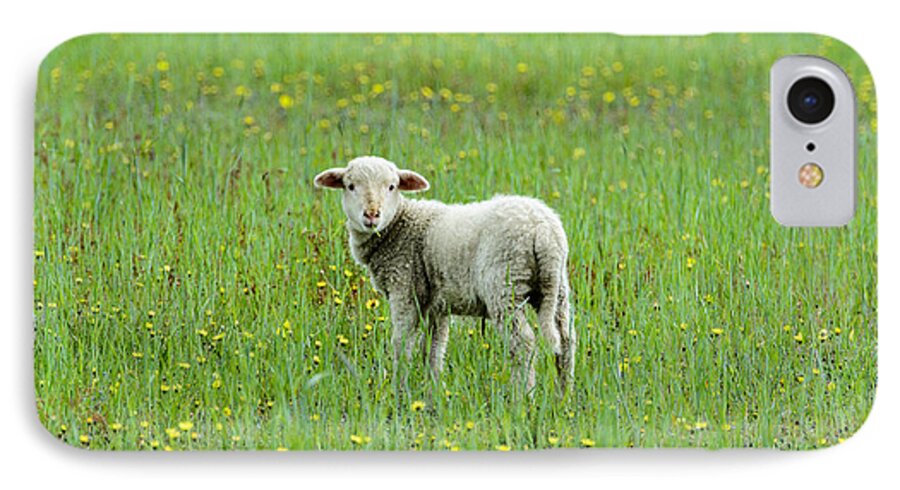 Sheep iPhone 8 Case featuring the photograph Bahhhhh by David Yack