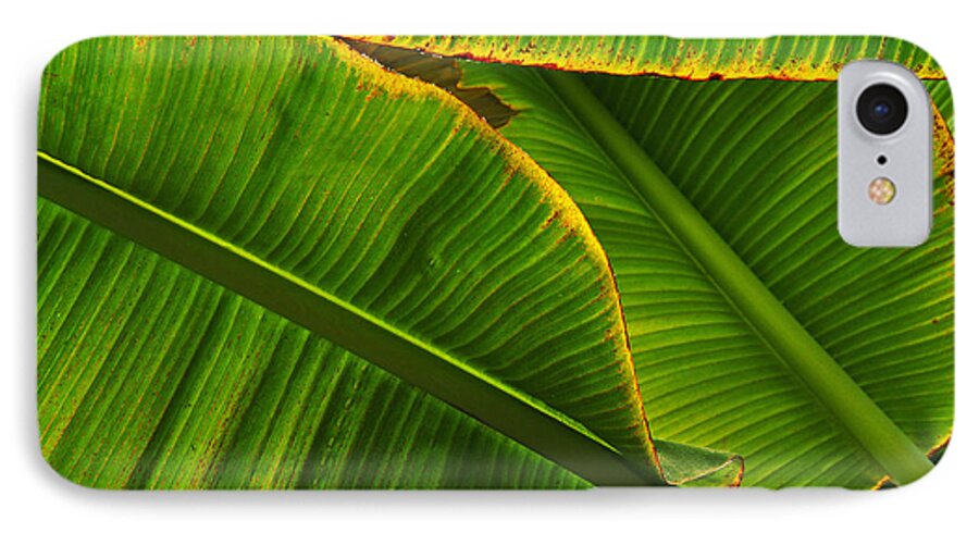 Leaves iPhone 8 Case featuring the photograph Banana Leaves by Randy Rogers
