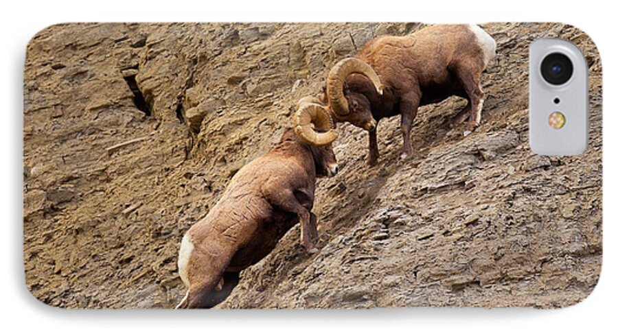 Bighorn Sheep iPhone 8 Case featuring the photograph Battering Rams by Aaron Whittemore