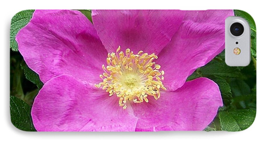 Green iPhone 8 Case featuring the photograph Pink Beach Rose Fully In Bloom by Eunice Miller