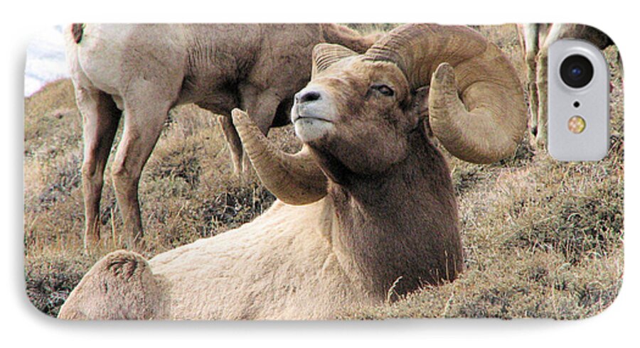 Big iPhone 8 Case featuring the photograph Big Bighorn Ram by Darcy Tate