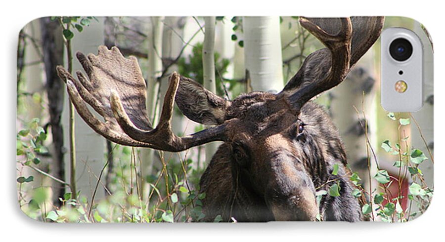 Bull Moose Photographs iPhone 8 Case featuring the photograph Big Daddy The Moose 3 by Fiona Kennard