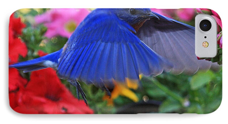 Billy Bluebird Photos iPhone 8 Case featuring the photograph Billy Bluebird Landing by Luana K Perez