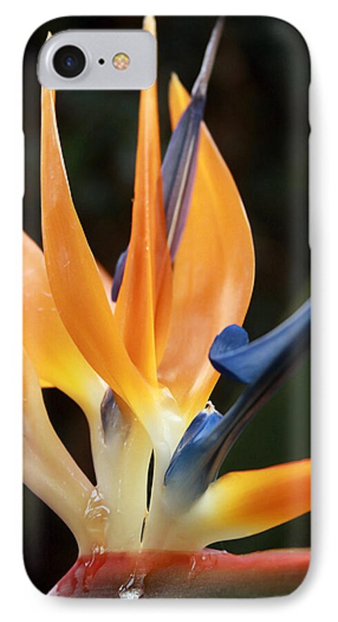 Floral iPhone 8 Case featuring the photograph Bird of Paradise Study 5 by Mary Haber