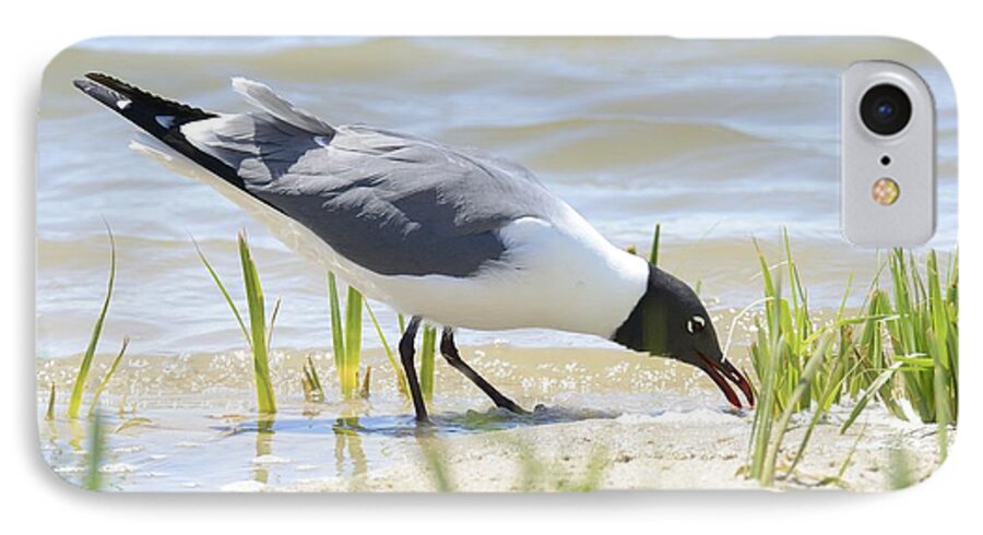 Bird iPhone 8 Case featuring the photograph Black Headed Gull by Harold Piskiel