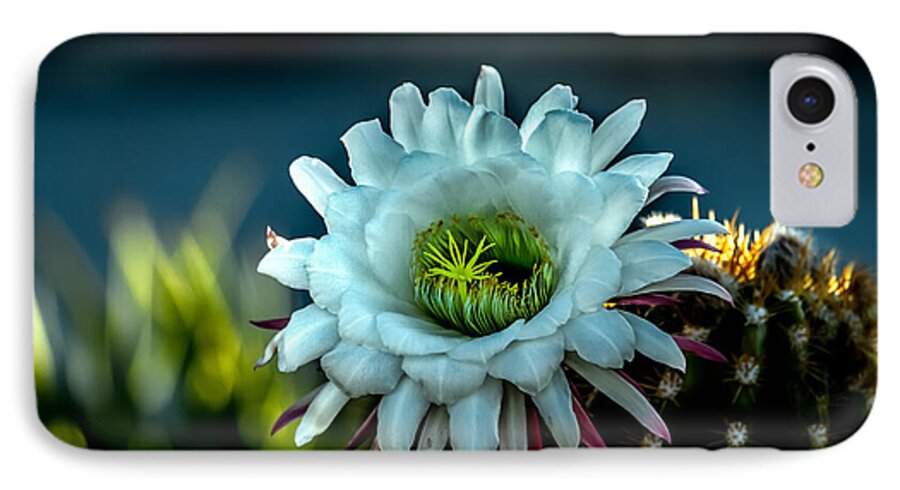 Argentine Giant iPhone 8 Case featuring the photograph Blooming Argentine Giant by Robert Bales