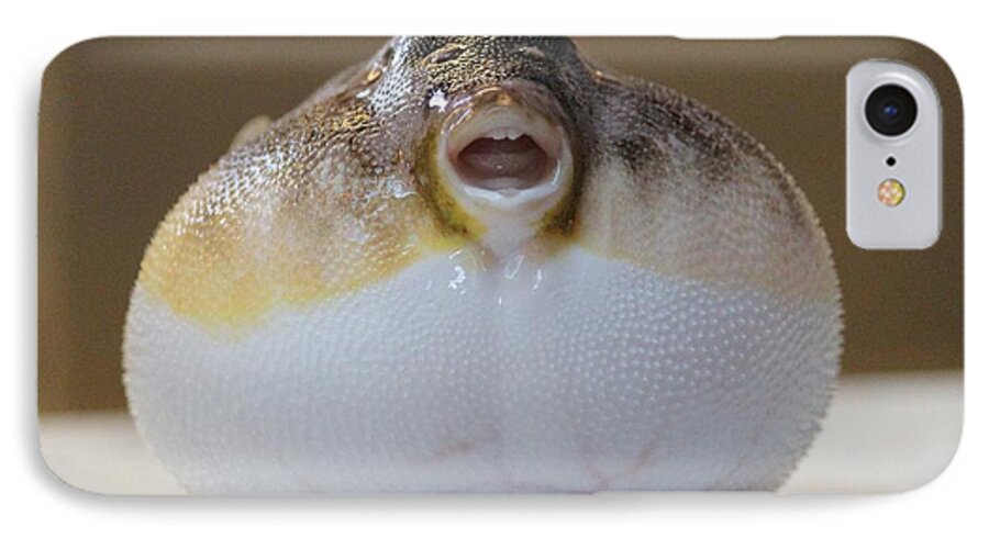 Blowfish iPhone 8 Case featuring the photograph Blowfish by Cynthia Snyder