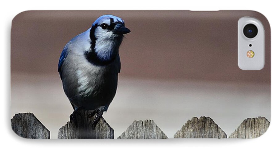 Blue Jay-in High Blue Contrast- Lower Light On An Old Ragged Gray- Fence- Posed In Art- Highest Selling Print- Bluejay- Blue Colored Birds- Blue Feathered Birds- Blue And White Birds- Bluejay On Fence- Jay(art-photography Images By Rae Ann M. Garrett- Raeann Garrett) iPhone 8 Case featuring the photograph Blue Jay Fence 1 by Rae Ann M Garrett