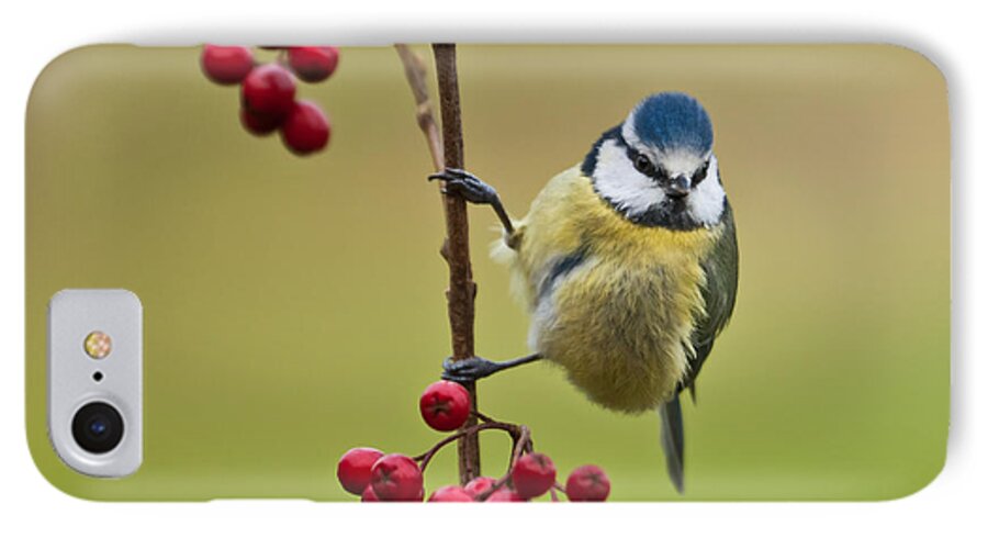 Bird iPhone 8 Case featuring the photograph Blue Tit with Hawthorn Berries by Liz Leyden