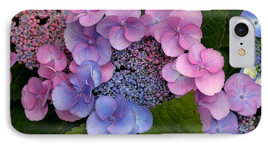 Hydrangea iPhone 8 Case featuring the photograph Blueberries and Cream by Living Color Photography Lorraine Lynch