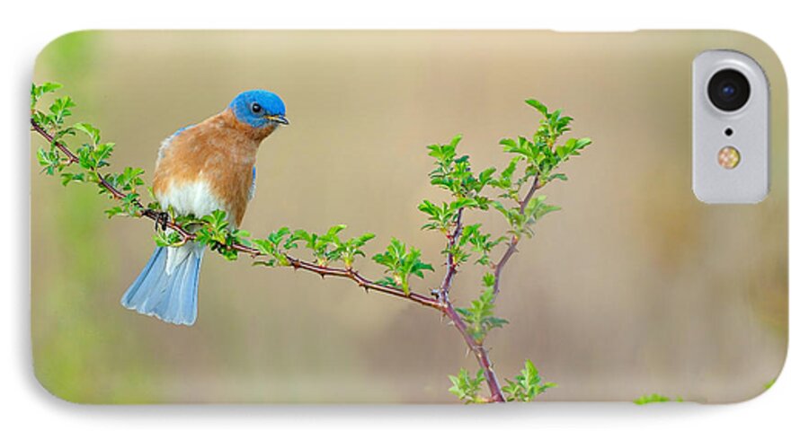 Bluebird iPhone 8 Case featuring the photograph Bluebird Breeze by William Jobes