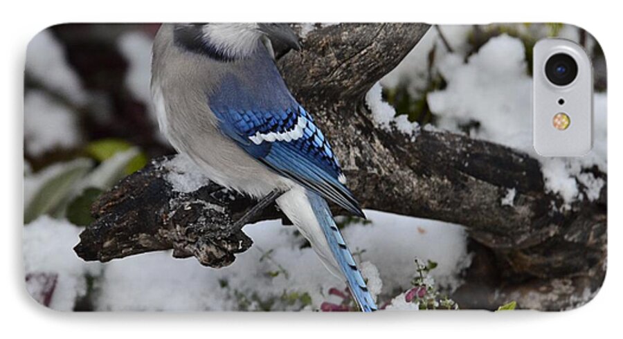 Bluejay-in Snow-posed Beautifully-still Bright Pink Flowers-gray Log- Best Selling Image- Blue Jay- Hot Pink Flowers- Skullcap Pink Flowers In Snow- With Blue Feathered Bird- Bluejay In White And Hot Pink - Hot Item(art-photography Images By Rae Ann M. Garrett- Raeann Garrett) iPhone 8 Case featuring the photograph Bluejay Snow  P10 by Rae Ann M Garrett