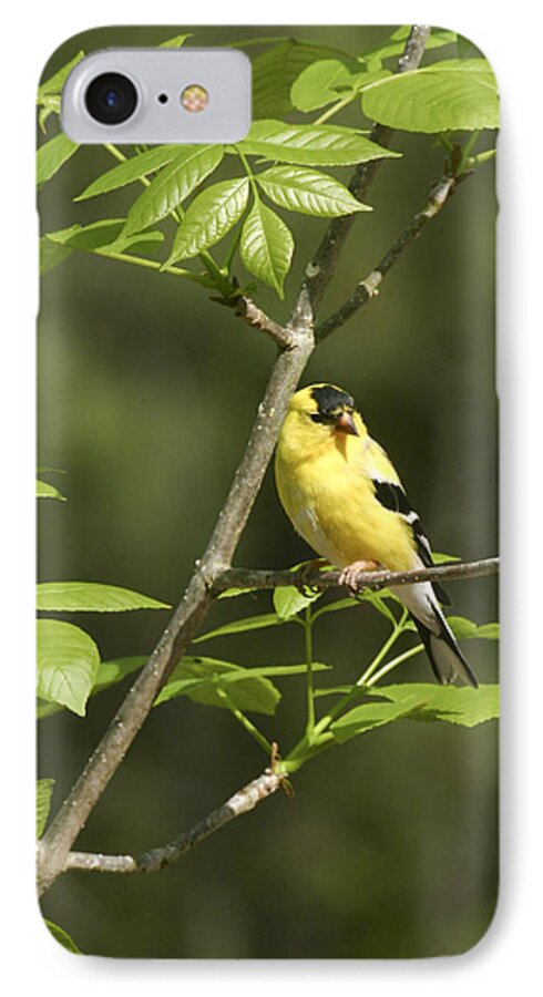 Goldfinch iPhone 8 Case featuring the photograph Bold and Beautiful by Robert Camp