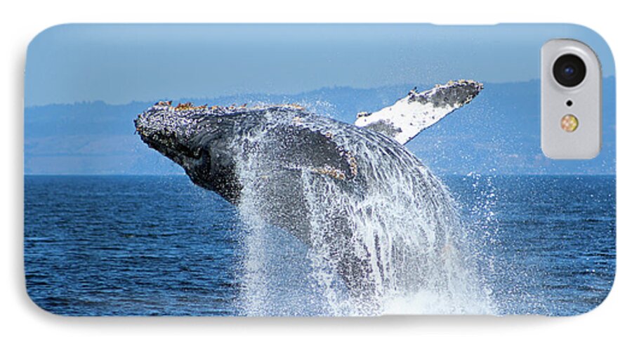 Humpback iPhone 8 Case featuring the photograph Breaching Humpback by Deana Glenz