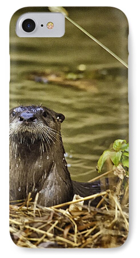 Otter iPhone 8 Case featuring the photograph Buffalo National River Otter by Michael Dougherty