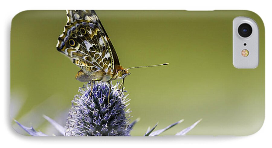Butterfly On Purple Thistle iPhone 8 Case featuring the photograph Butterfly on Thistle by Peter V Quenter