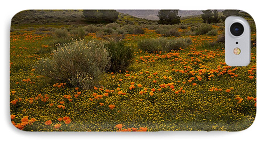 Eschscholzia Californica iPhone 8 Case featuring the photograph California poppies in the Antelope Valley by Nina Prommer