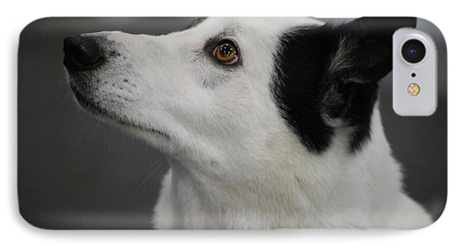 Canaan Dog iPhone 8 Case featuring the photograph Canaan Dog by DejaVu Designs