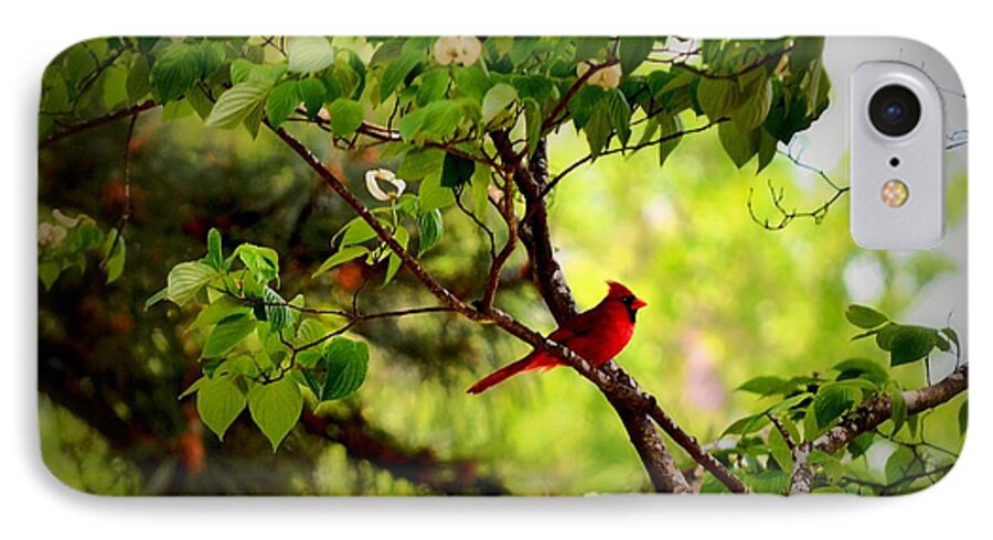 Alert iPhone 8 Case featuring the photograph Cardinal in Dogwood by Tara Potts