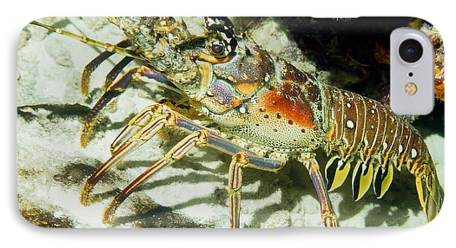 Nature iPhone 8 Case featuring the photograph Caribbean Spiny Reef Lobster by Amy McDaniel