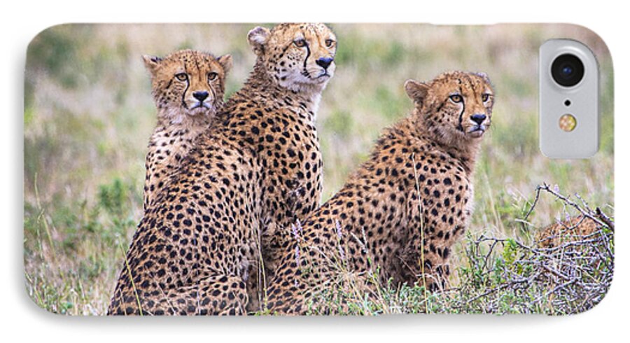 Kruger iPhone 8 Case featuring the photograph Cheetah Family by Jennifer Ludlum