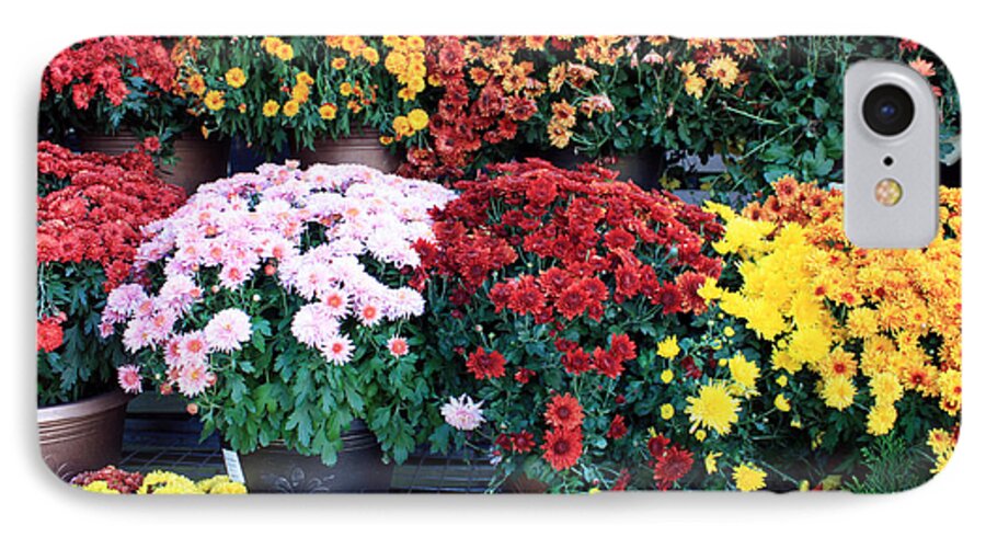 Flora iPhone 8 Case featuring the photograph Chrysanthemums by Gerry Bates