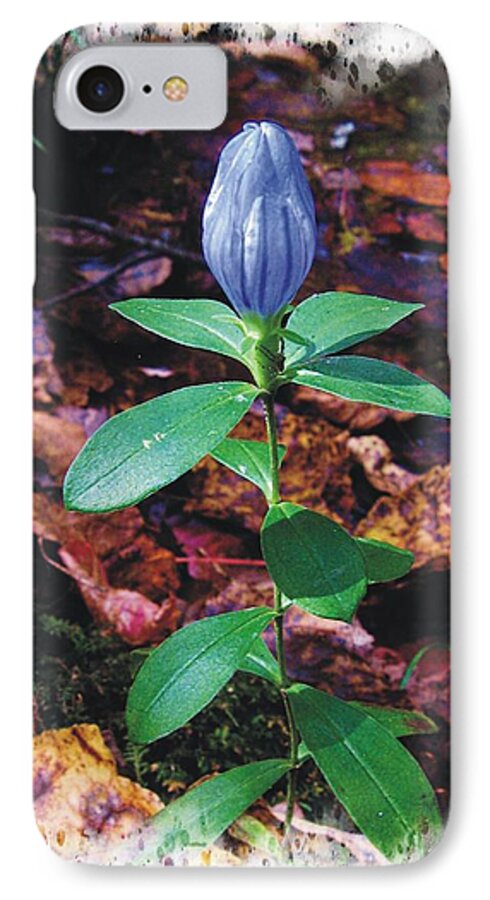 Closed Gentian iPhone 8 Case featuring the photograph Closed Gentian by Joe Duket