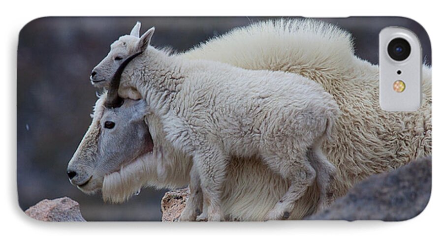 Mountain Goats; Posing; Group Photo; Baby Goat; Nature; Colorado; Crowd; Baby Goat; Mountain Goat Baby; Happy; Joy; Nature; Brothers iPhone 8 Case featuring the photograph Contentment by Jim Garrison