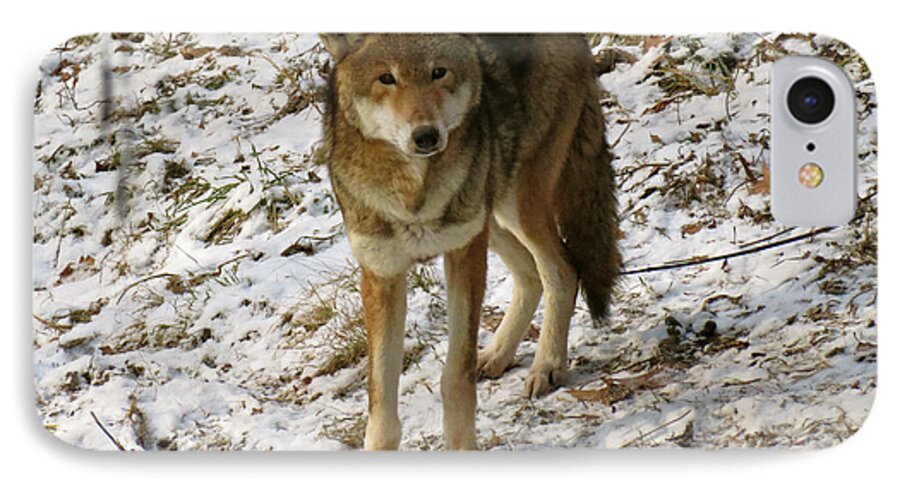 Red Wolf iPhone 8 Case featuring the photograph Curiosity by Azthet Photography