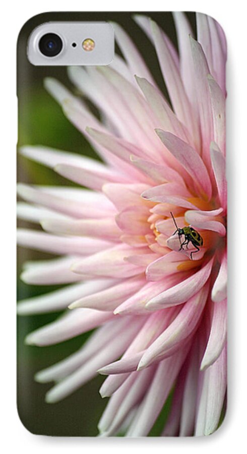 Greer's Garden iPhone 8 Case featuring the photograph Dahlia Bug by Chris Anderson