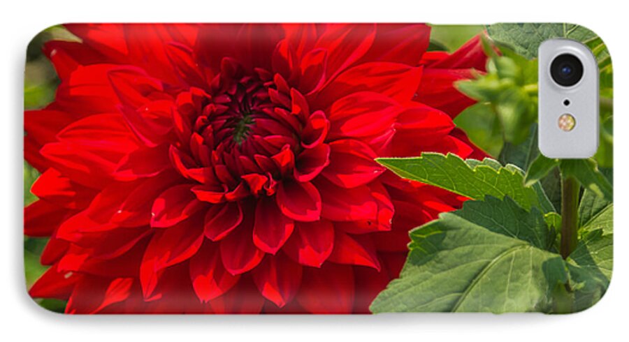 Flower iPhone 8 Case featuring the photograph Dahlia Perfection by Jane Luxton