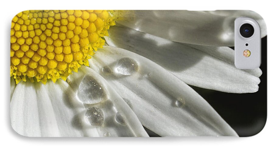 Kansas iPhone 8 Case featuring the photograph Daisy with raindrops by Rob Graham