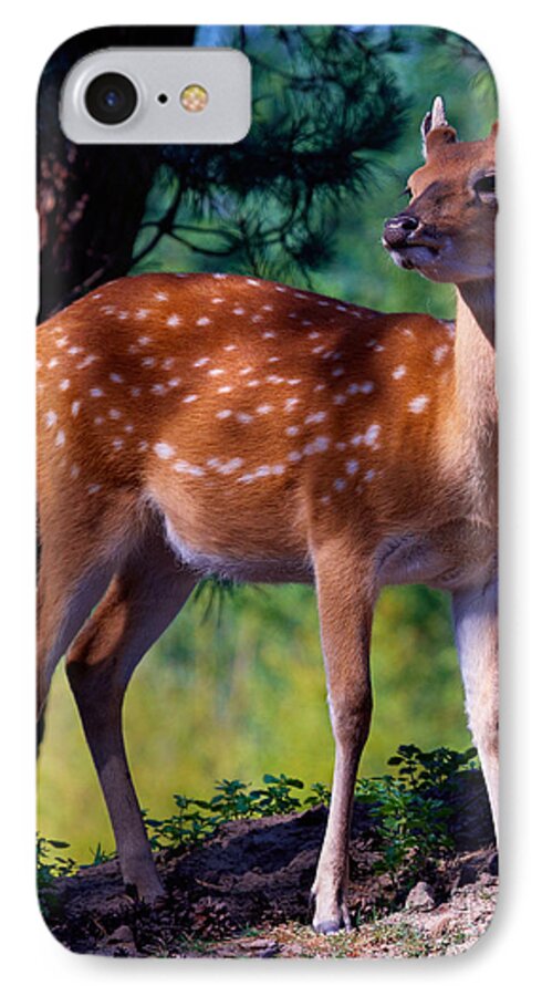 Deer iPhone 8 Case featuring the photograph Deer in the woods by Nick Biemans