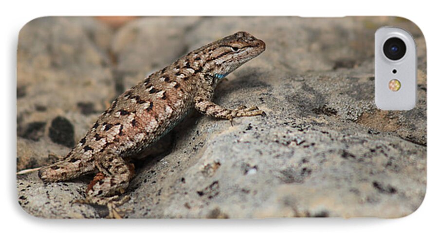 Lizard iPhone 8 Case featuring the photograph Desert Spiny Lizard by Joseph G Holland
