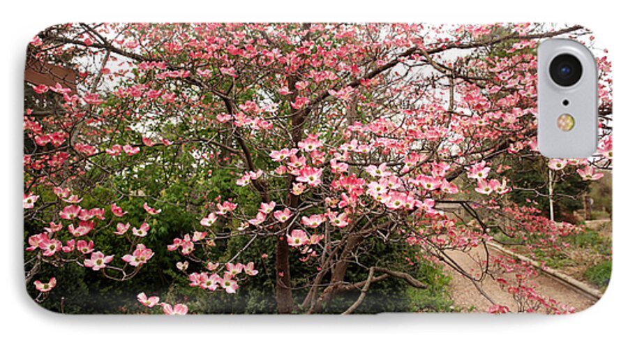 Dogwood; Spring; Garden; Arb; Bartlett Arboretum In Belle Plaine Kansas; Outdoors; Gardening; The Great Outdoors; Spring In Kansas; Flowering Trees; Flowers; Blossom; Seasons Of Change; Beauty;  iPhone 8 Case featuring the photograph Dogwood by Betty Morgan