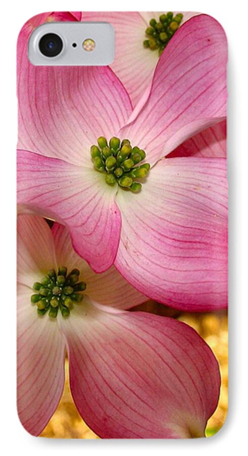 Blossom iPhone 8 Case featuring the photograph Dogwood in Pink by Roger Becker