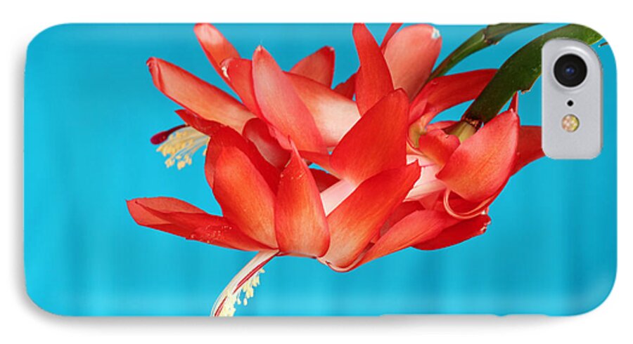 Christmas Cactus iPhone 8 Case featuring the photograph Double Bloom in Red by E Faithe Lester