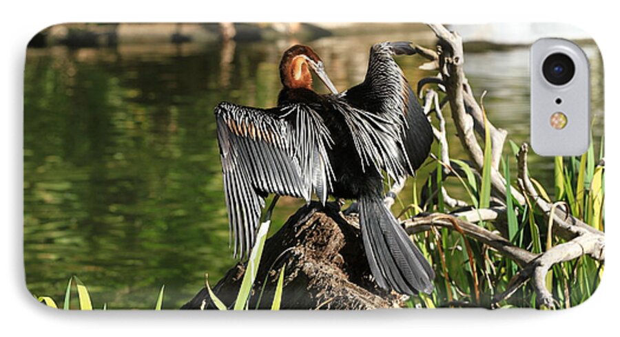 Birds iPhone 8 Case featuring the photograph Double-crested Cormorant by Edward R Wisell