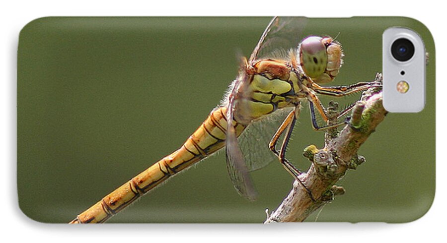  Dragonfly iPhone 8 Case featuring the photograph Dragonfly at Rest by John Topman