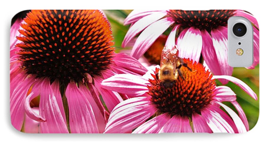 Echinacea Here's To Good Health. iPhone 8 Case featuring the photograph Ech 2 by Robin Coaker
