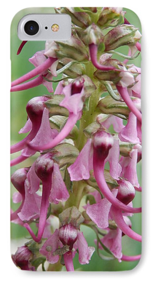 Wildflower iPhone 8 Case featuring the photograph Elephant's Head Flowers by Jenessa Rahn